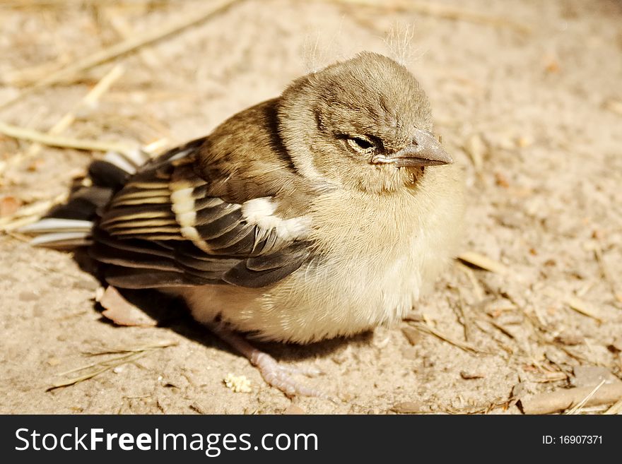 Baby bird of a sparrow on the ground
