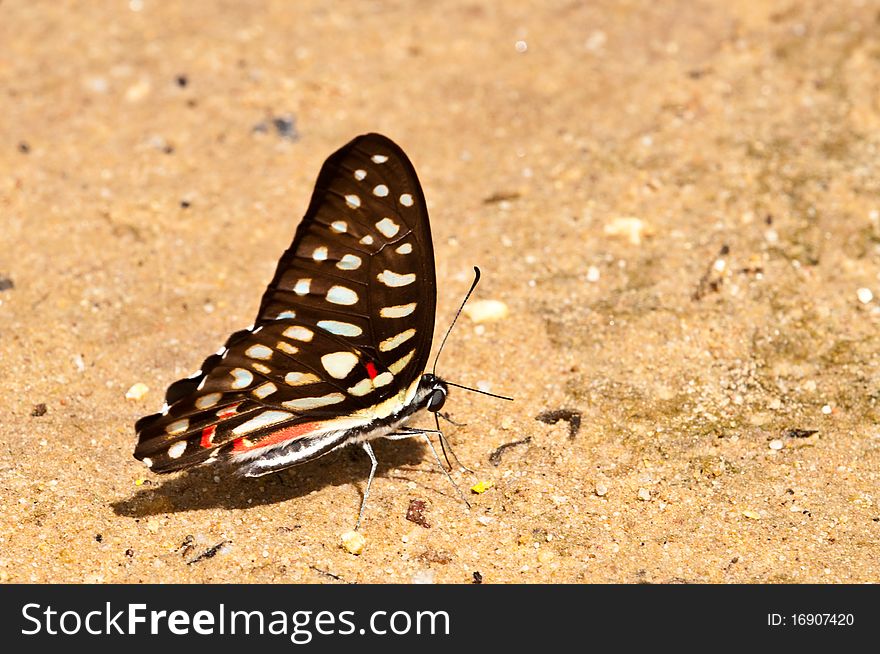 Butterfly in Pang Si-Da National Park, Sakaeo, Thiland. Butterfly in Pang Si-Da National Park, Sakaeo, Thiland