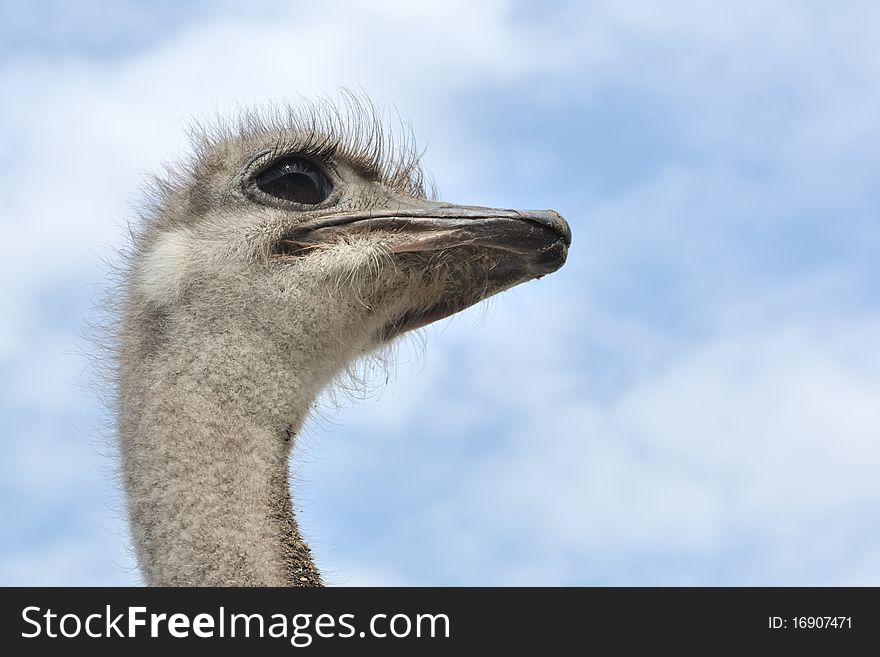 Ostrich's head and neck and sky as background. Ostrich's head and neck and sky as background