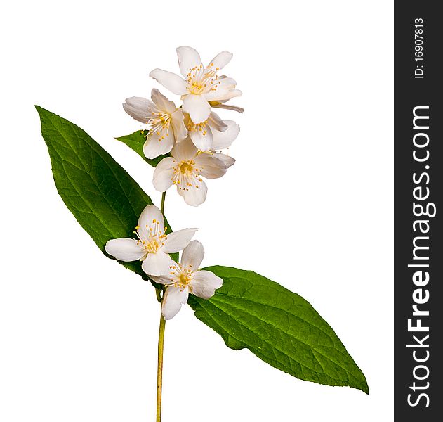 Jasmin branch with flowers isolated on white background. Jasmin branch with flowers isolated on white background