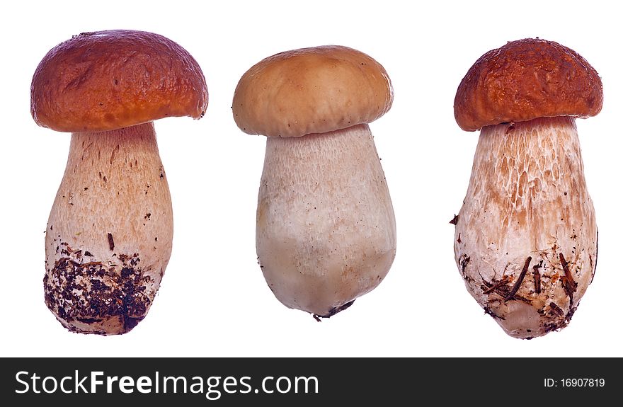 Three cep mushrooms isolated on white bakground. Three cep mushrooms isolated on white bakground