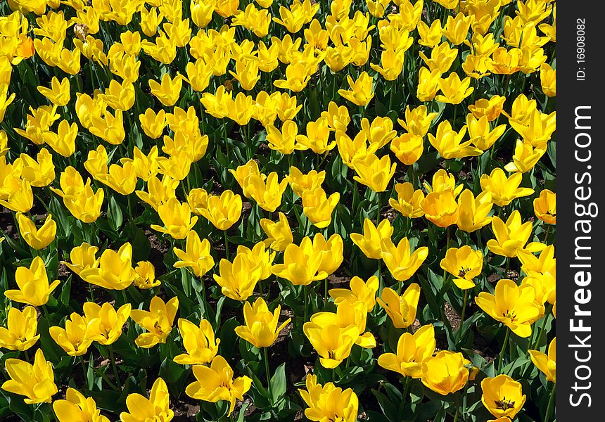 Texture of yellow tulips. Nature composition.