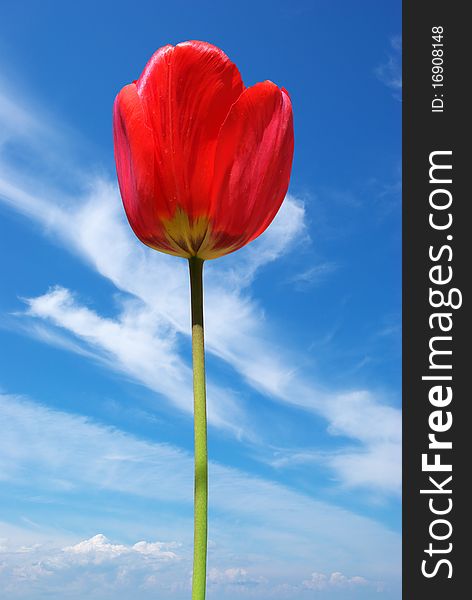 Tulip on sky background. Nature composition