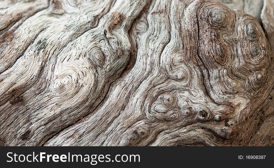 The wonderful texture of the wooden bark. The wonderful texture of the wooden bark