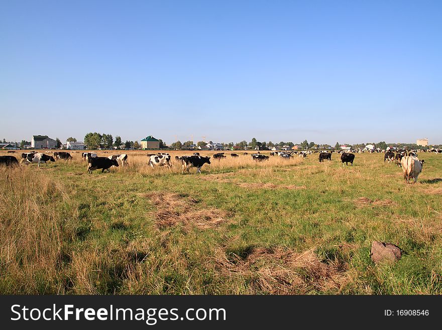 Herd of cows in the autumn field. Herd of cows in the autumn field