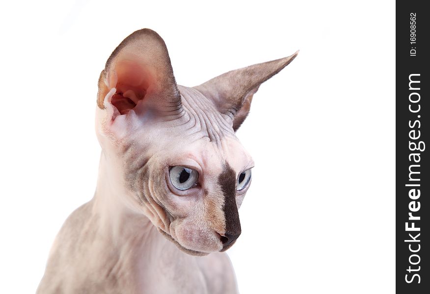 The Canadian Sphynx