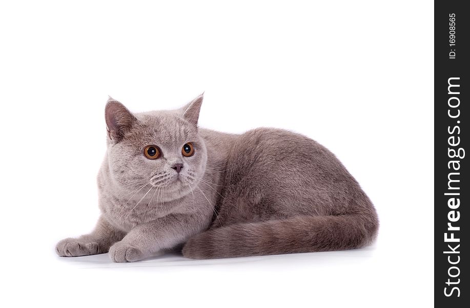 The Scottish cat lays on a white background