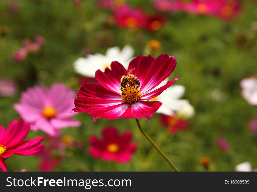 Fast focus when shooting honey bees. Fast focus when shooting honey bees