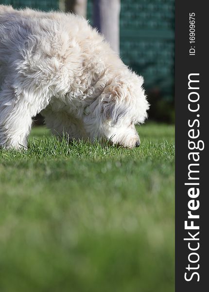 White dog in garden,pet