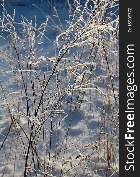 Hoarfrost on branches in the winter