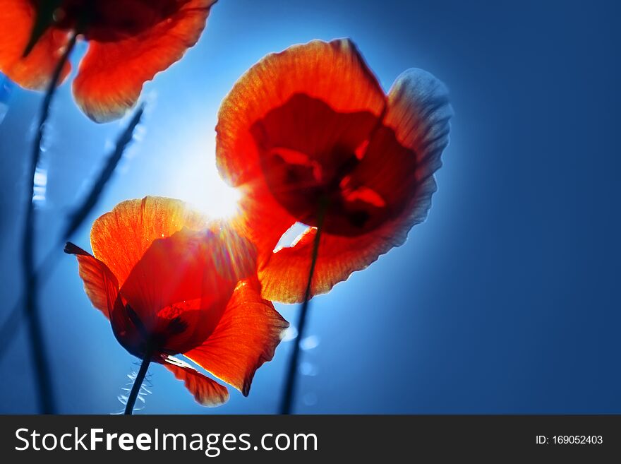Abstract blurred background of color tulips. No focus