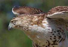 Red-Tailed Hawk Stock Image Red-Tailed Hawk Stock Image
