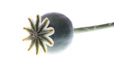 Poppy Head Stock Images Poppy Head Stock Images