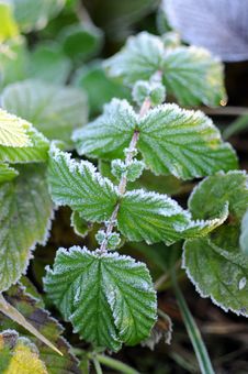 Frozen Leaf Royalty Free Stock Photos Frozen Leaf Royalty Free Stock Photos