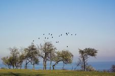Flock Of Birds Above The Trees Stock Photography