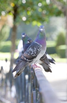 Pigeons Standing On A Classic Metal Railing Royalty Free Stock Photos Pigeons Standing On A Classic Metal Railing Royalty Free Stock Photos