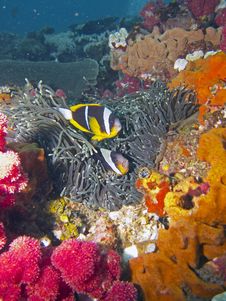 Twobar Anemone Fish Stock Image Twobar Anemone Fish Stock Image