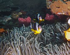 Twobar Anemone Fish Royalty Free Stock Image Twobar Anemone Fish Royalty Free Stock Image