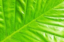 Taro Leaf Stock Images Taro Leaf Stock Images