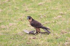 Falcon Royalty Free Stock Photography Falcon Royalty Free Stock Photography