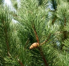Pine With A Pinecone Royalty Free Stock Photography