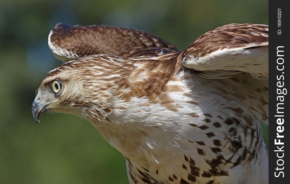 Red-Tailed Hawk