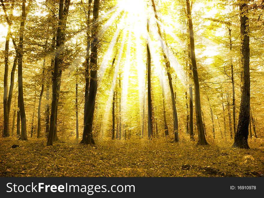 Fairytale forest sunlight and shadows