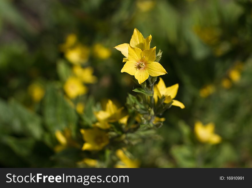 A single forsythia flower in front of an unfocused green bush. A single forsythia flower in front of an unfocused green bush