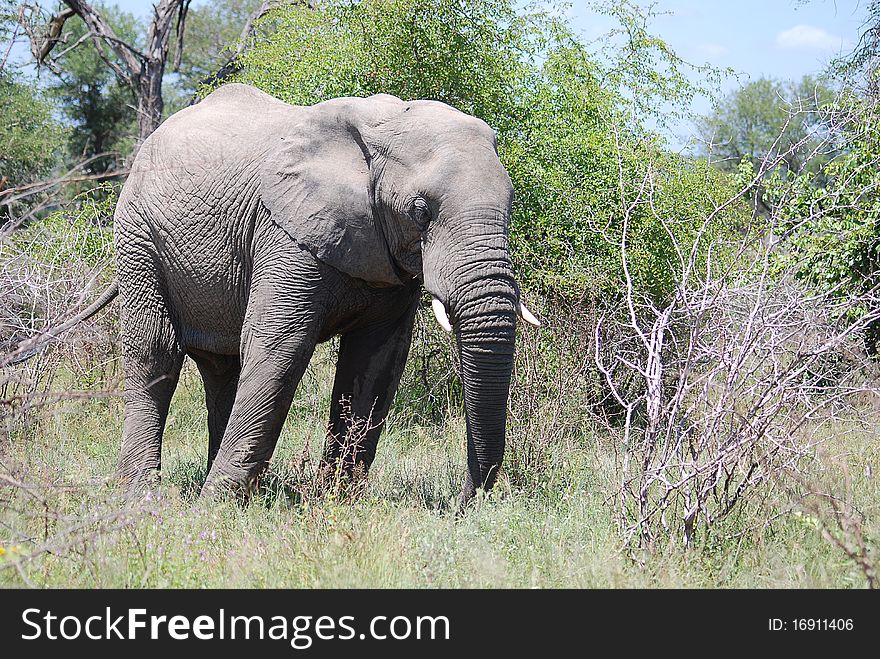 An elephant standing in the veld