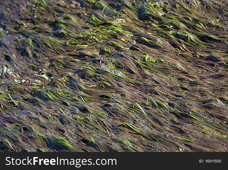 Green and brown sea weed after the tides gone out