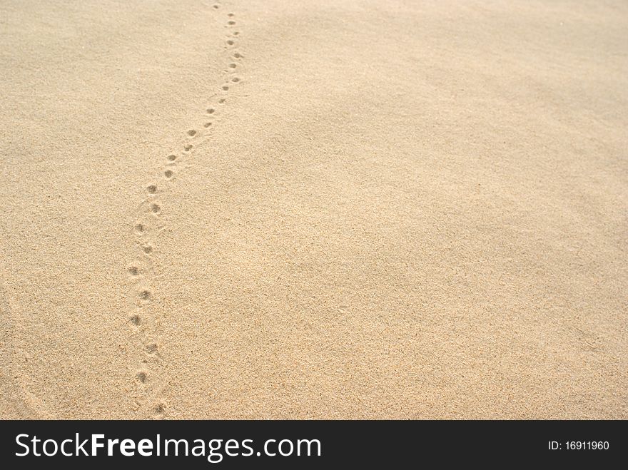 Footsteps In The Sand