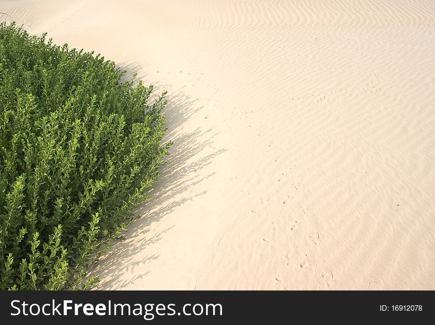 Plant getting covered up with shifting sand dunes. Plant getting covered up with shifting sand dunes