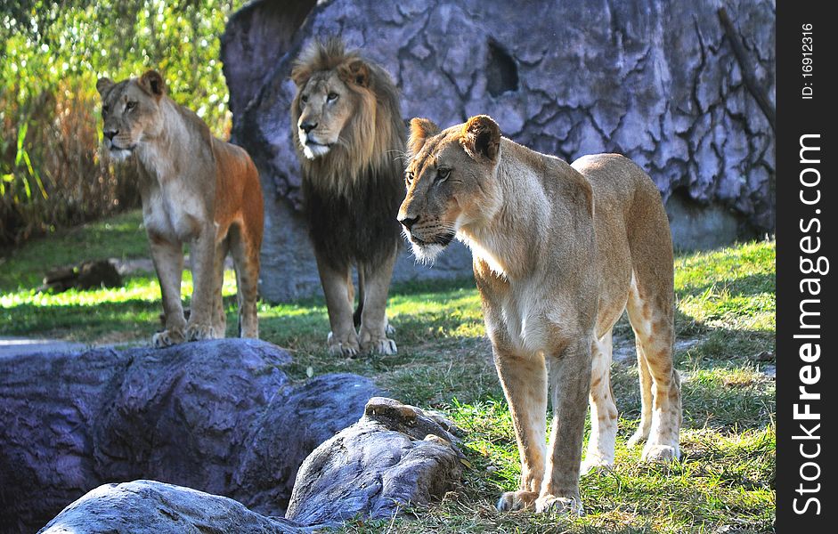 Hungry lion and lionesses in search of something to eat, at a park. Hungry lion and lionesses in search of something to eat, at a park