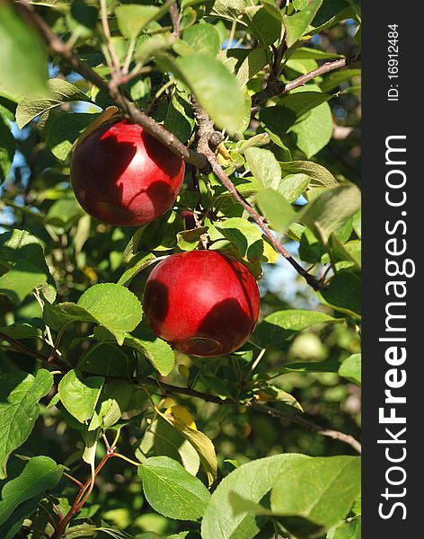 Two red apples on a branch of tree