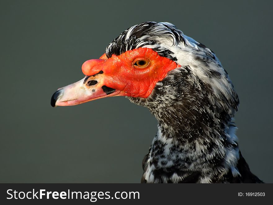 A closeup of a male muscovy duck