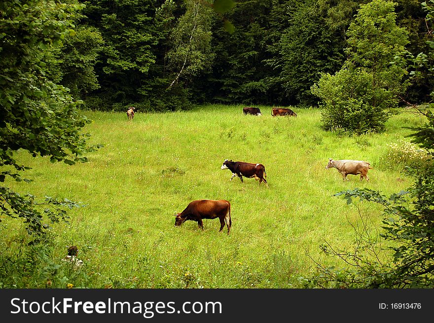 A herd of cows grazing on a lush green meadow surrounded by trees. A herd of cows grazing on a lush green meadow surrounded by trees