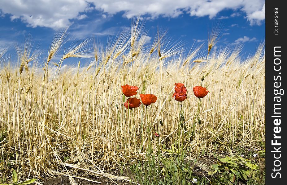 Poppys growing among the wheat field. Poppys growing among the wheat field