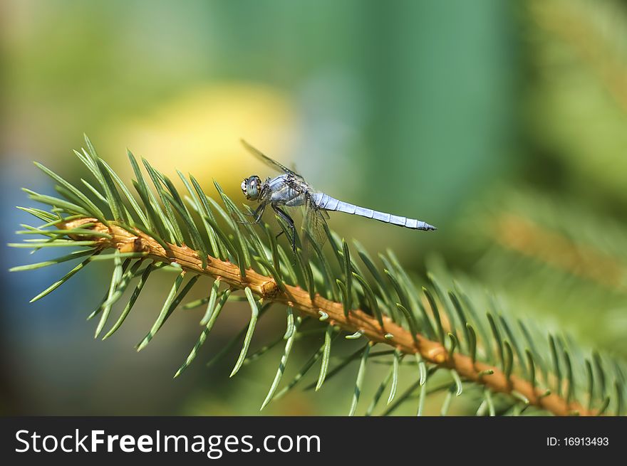 Dragonfly sitting on the branch of a spruce tree. Dragonfly sitting on the branch of a spruce tree