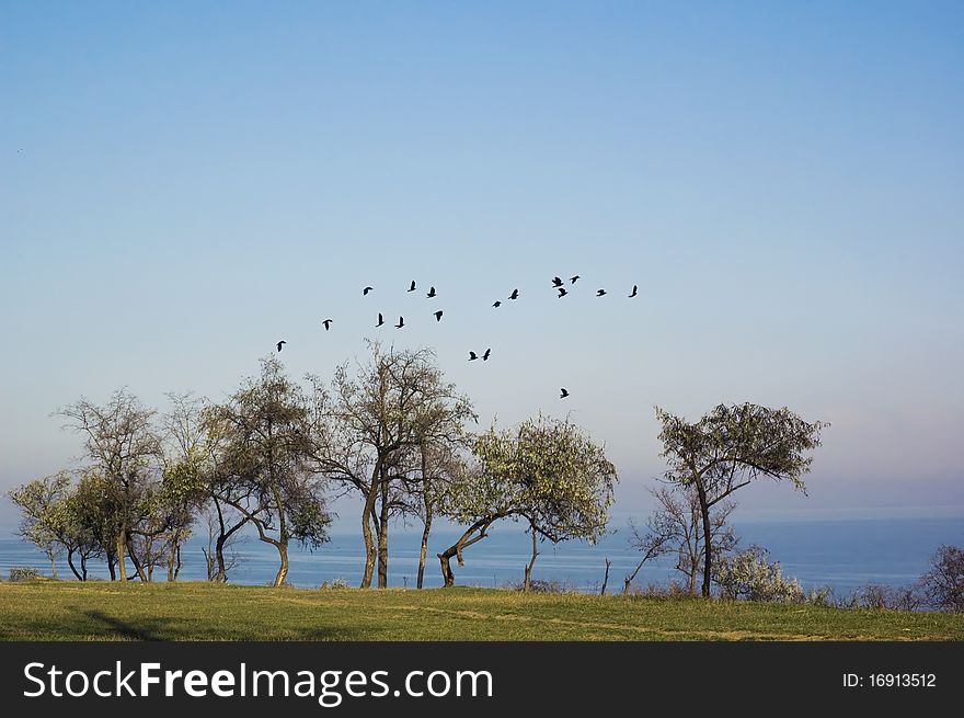 Flock of birds flying above the trees with the sea in background. Flock of birds flying above the trees with the sea in background