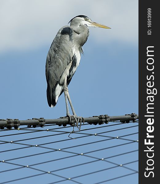 Heron sitting on a steel net
