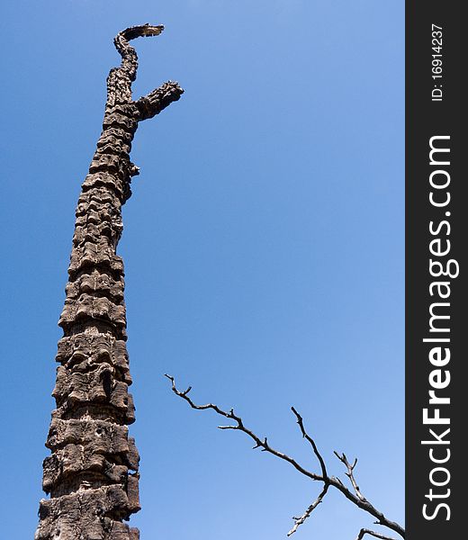 Two branches of a burnt, dried up tree, over a cloudless blue sky. Two branches of a burnt, dried up tree, over a cloudless blue sky