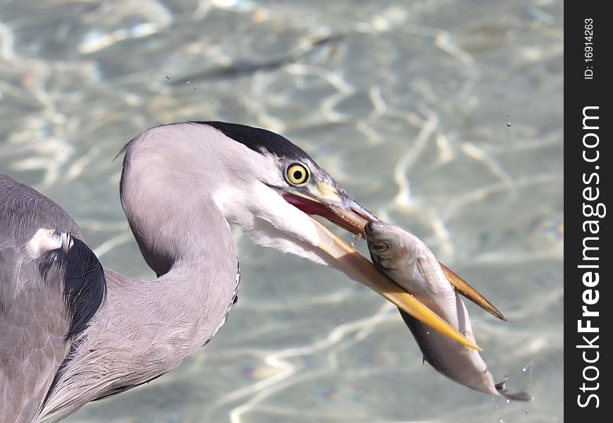 Wild heron with a small fish