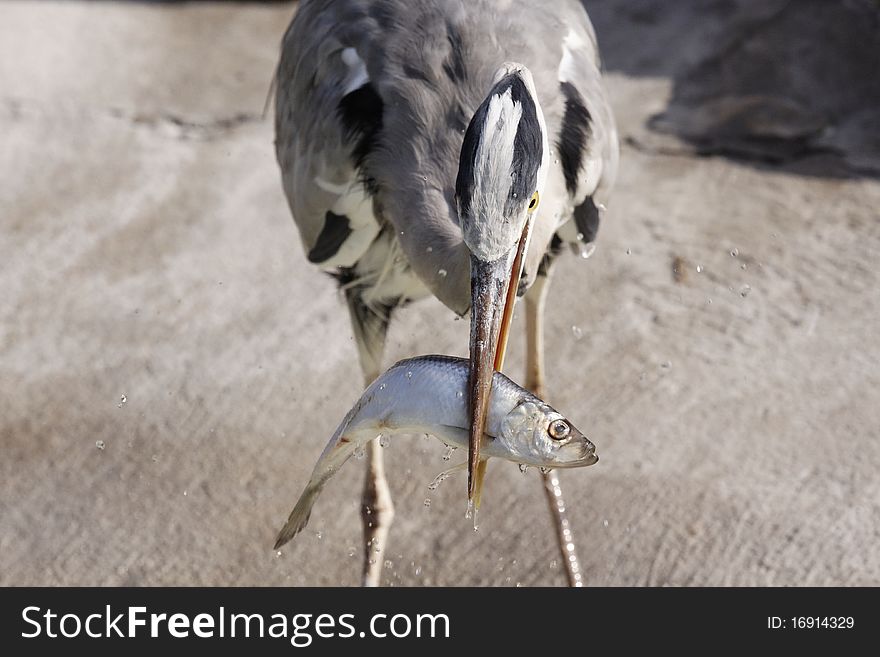 Wild heron with a small fish