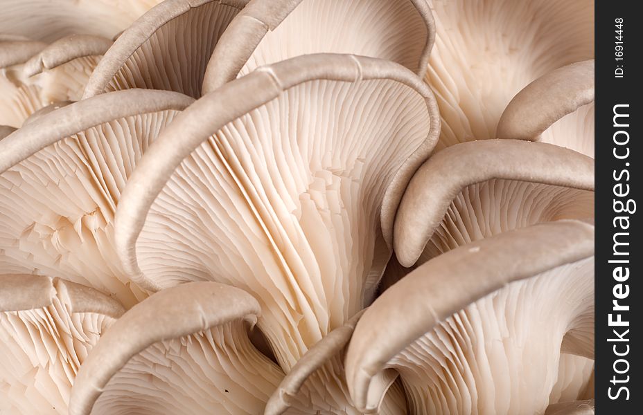 A background from the raw oyster mushroom. A background from the raw oyster mushroom