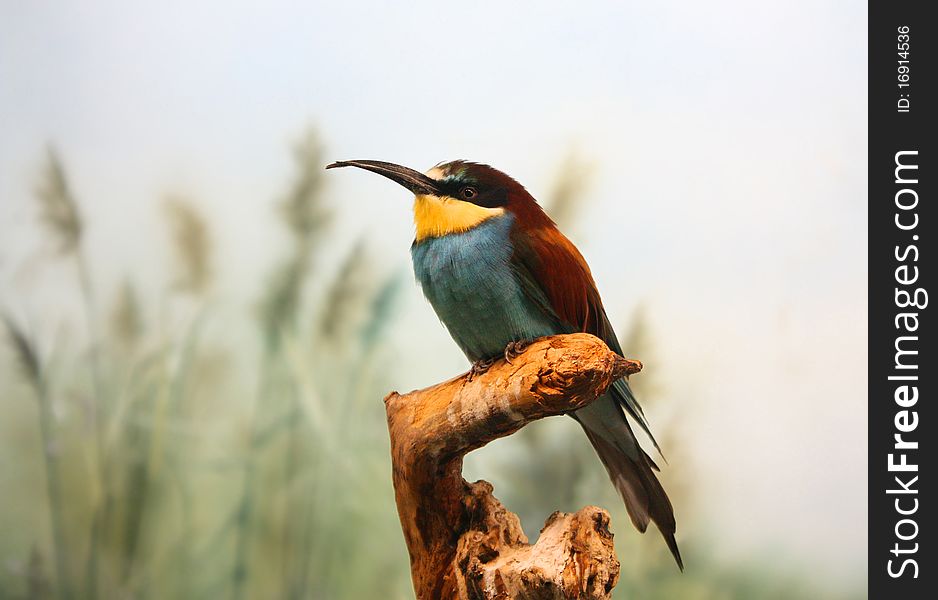 Bright Colored Bird Is Sitting On A Perch