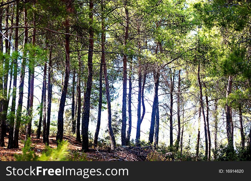 A misty dark green forest