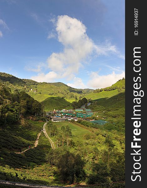 A Beautiful View Of Tea plantation in Cameron Highland,Malaysia.