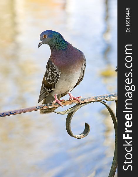 Pigeon standing on a classic metal railing, at a natural park, in Caldas da Rainha, Silvercoast Portugal, with a lake on the background