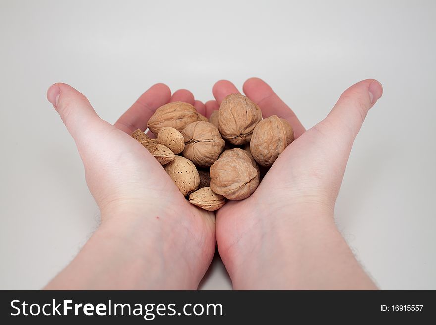 Handful of walnuts. A man's hands holding an assortment of walnuts.