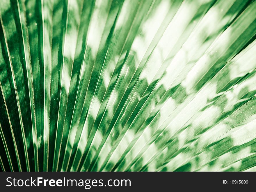 Sunlight shadow on palm leaf